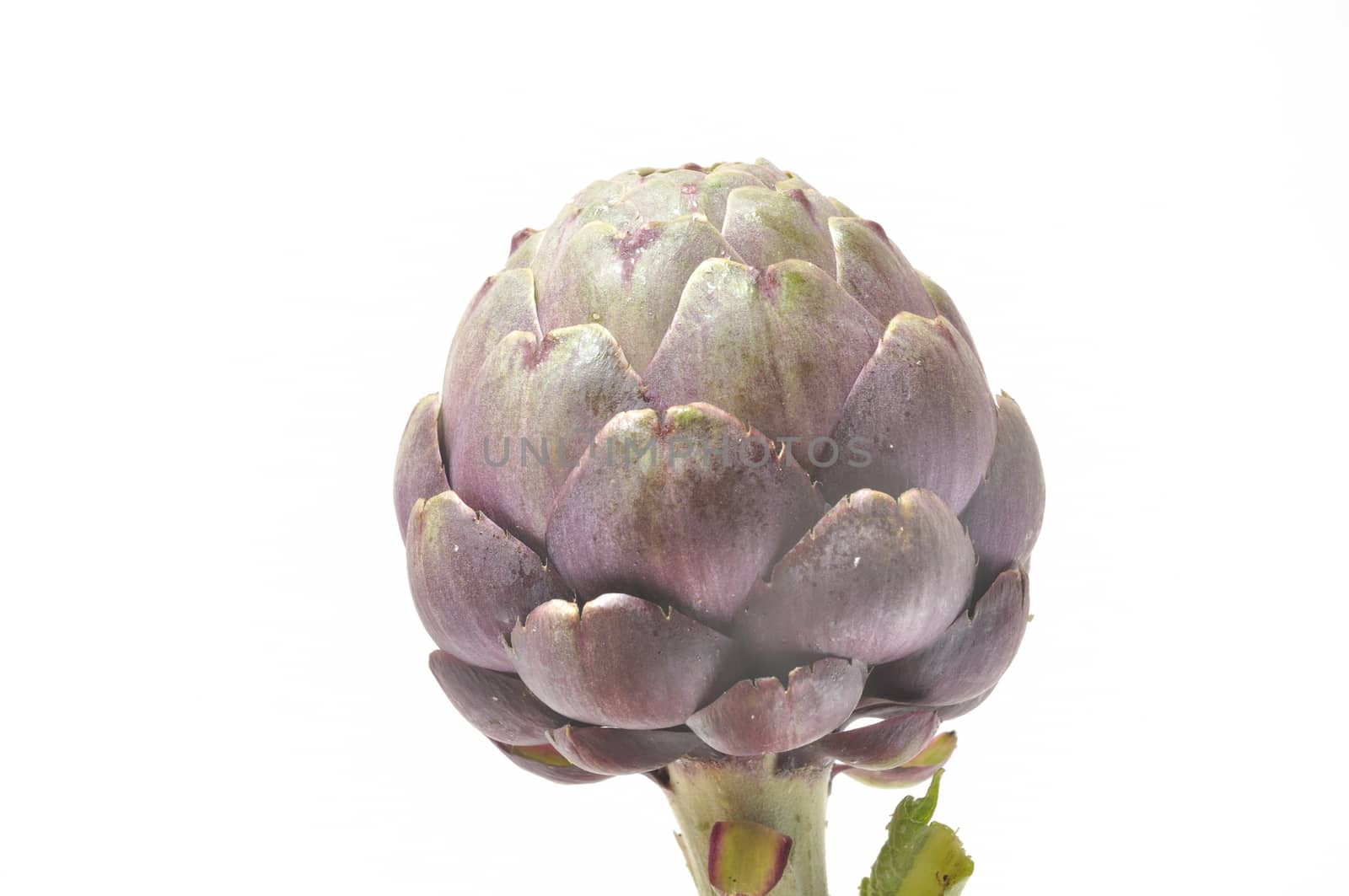 A freshy artichoke on white background