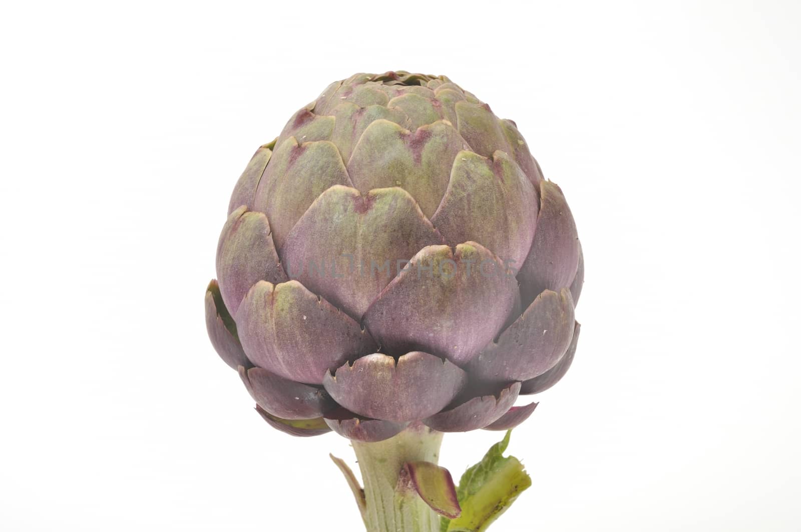 A freshy artichoke on white background
