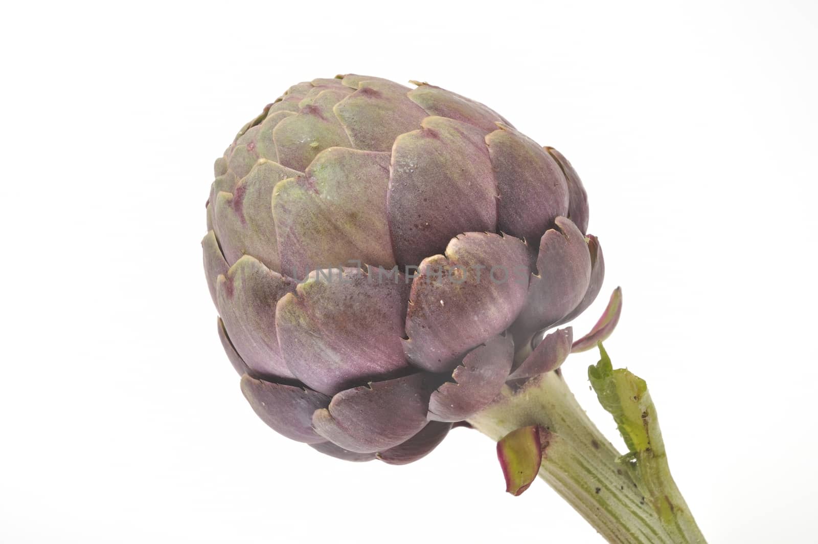 A freshy artichoke on white background