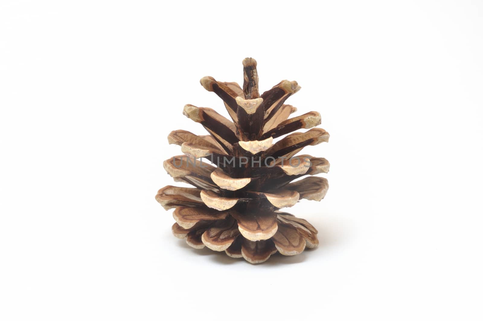 Pine cone