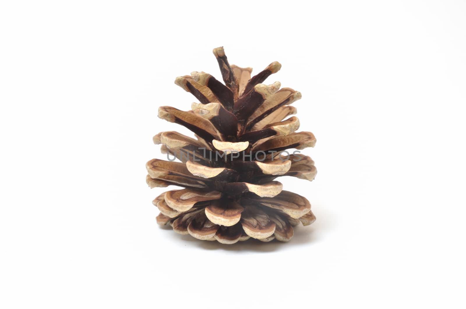 Pine cone