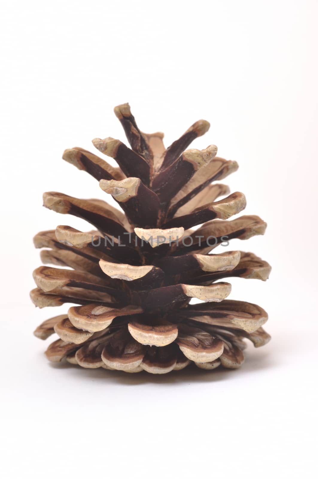 Pine cone