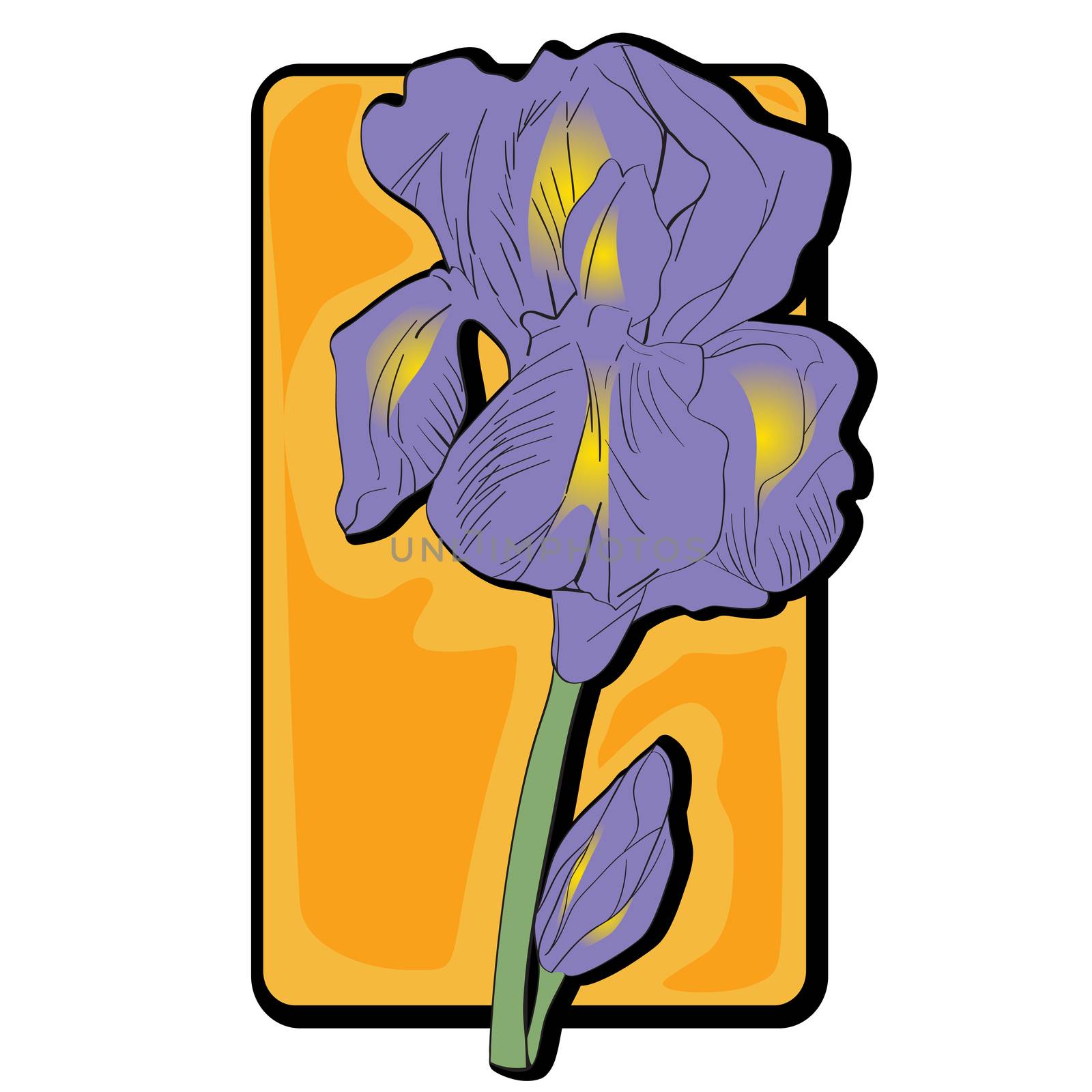 Iris flower clip art, hand drawn cartoon illustration isolated on white