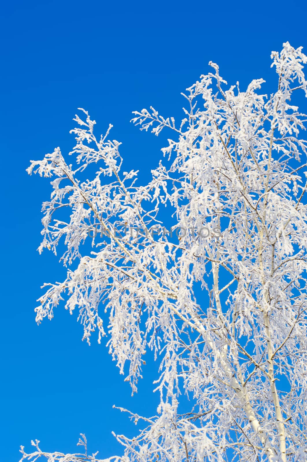  frosty birch-tree by HGalina