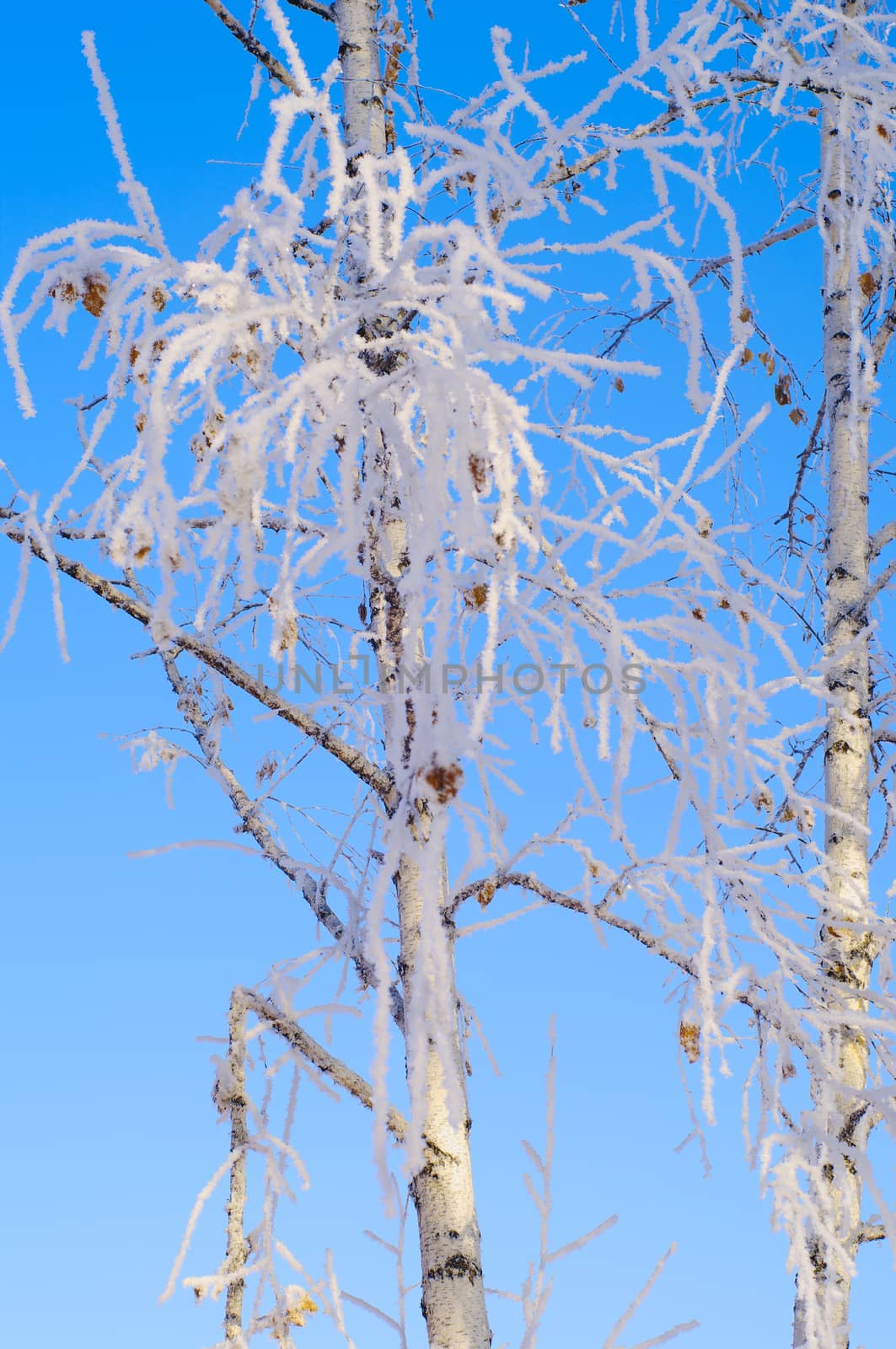 winter birches in  frost on  background of blue sky