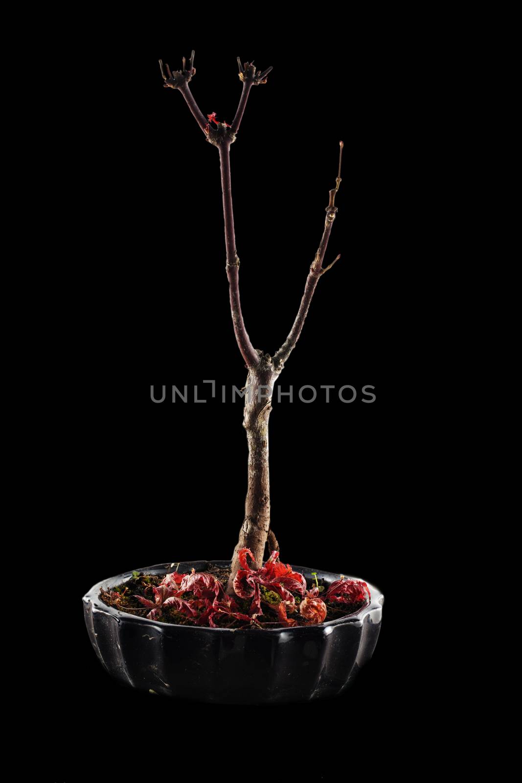 Naked tree over black background, vertical image