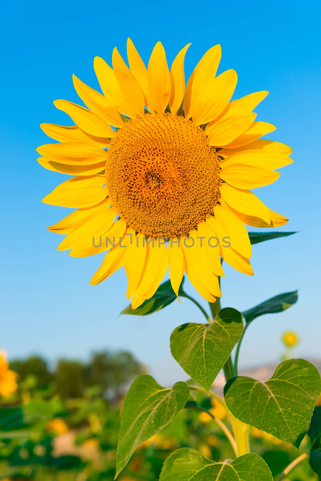 beautiful flower of a sunflower on a background of blue sky