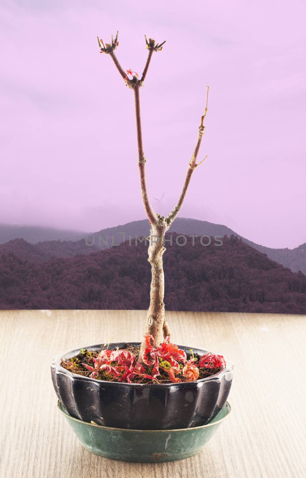 Naked small acer palmatum over autumnal landscape