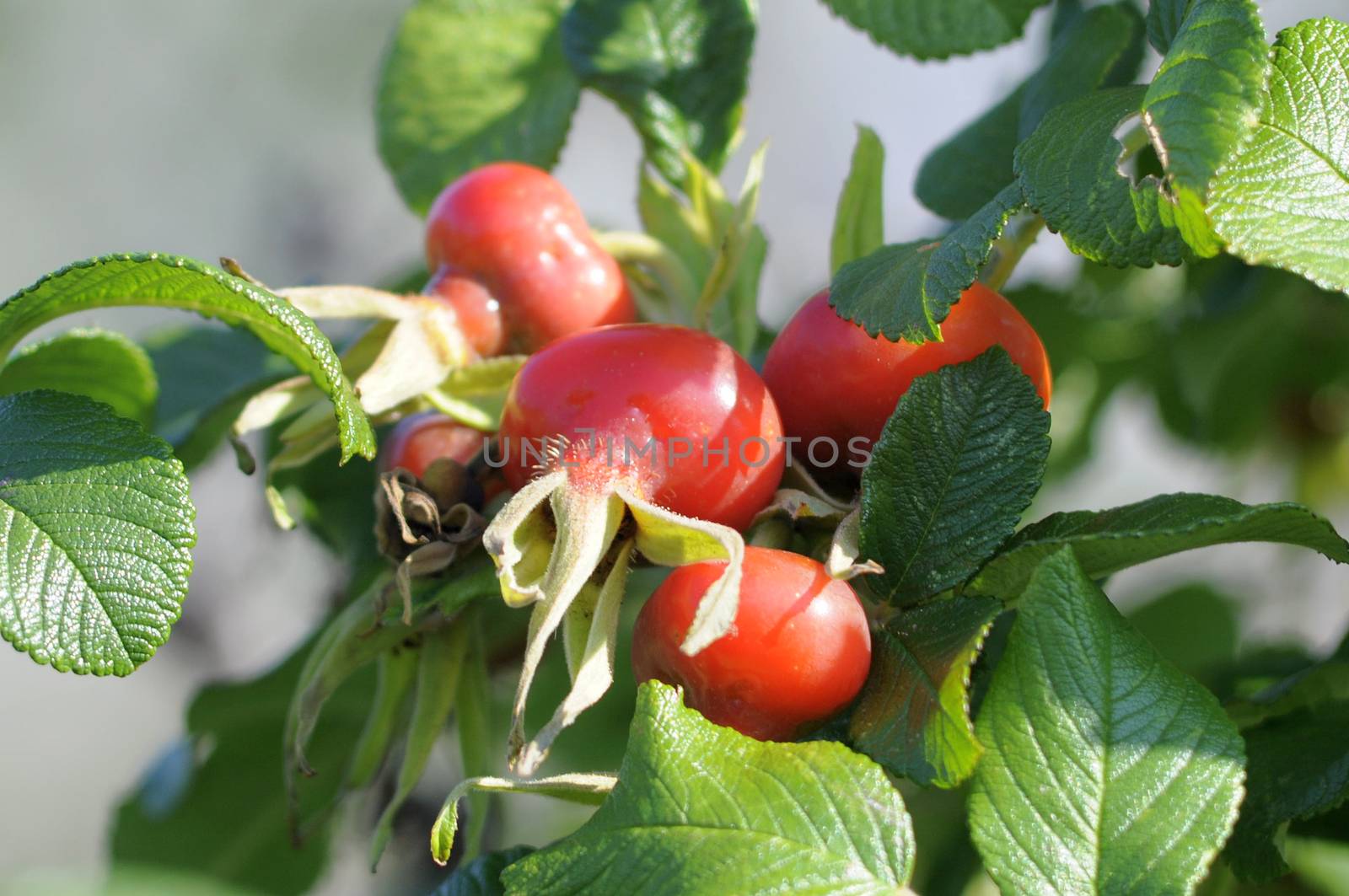 Ripe fruits of a rose wrinkled (dogrose)