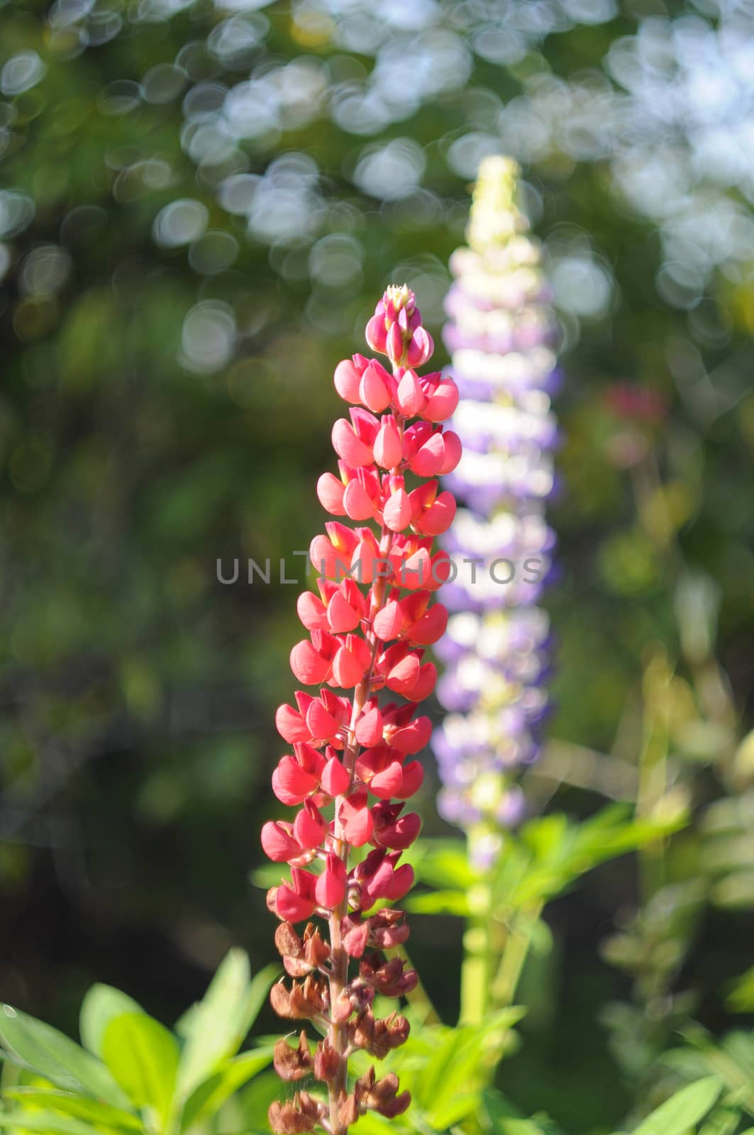 Flowers of pink and violet lupines in a garden