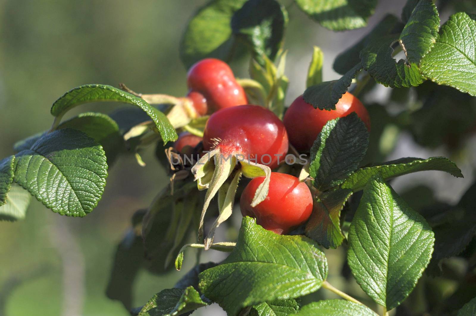 Ripe fruits of a rose wrinkled (dogrose). by veronka72