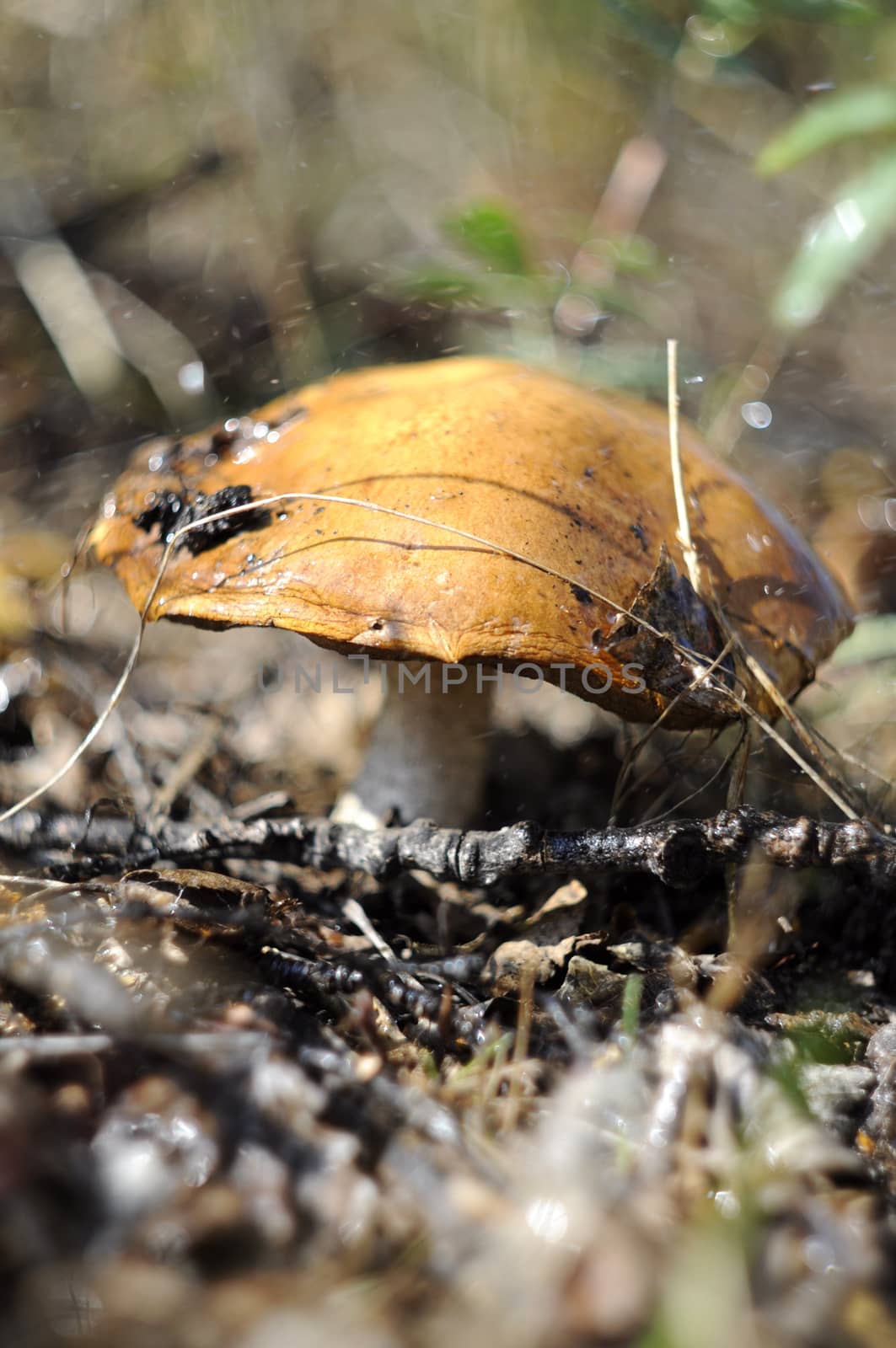 Big mushroom an aspen mushroom in the wood. by veronka72