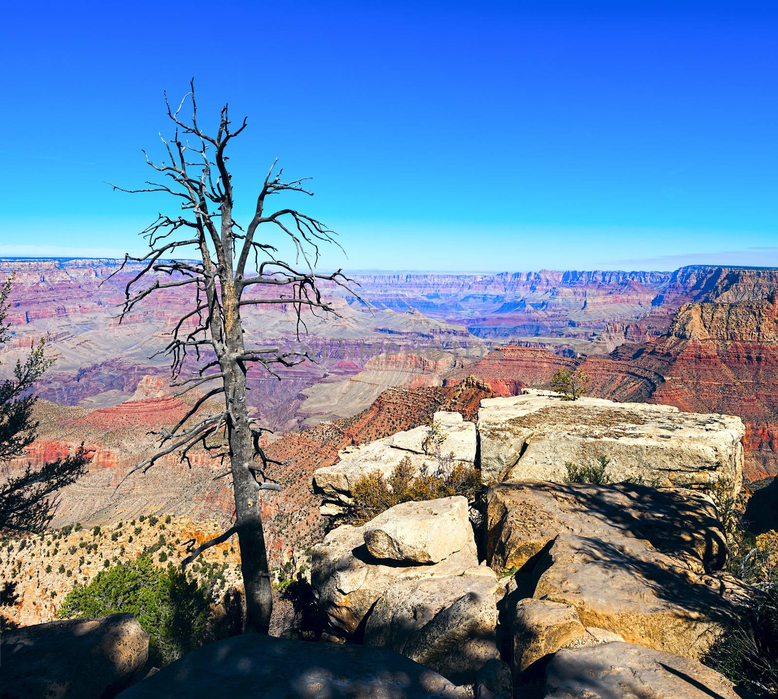 Grand Canyon and old dry tree foreground, Arizona, USA 