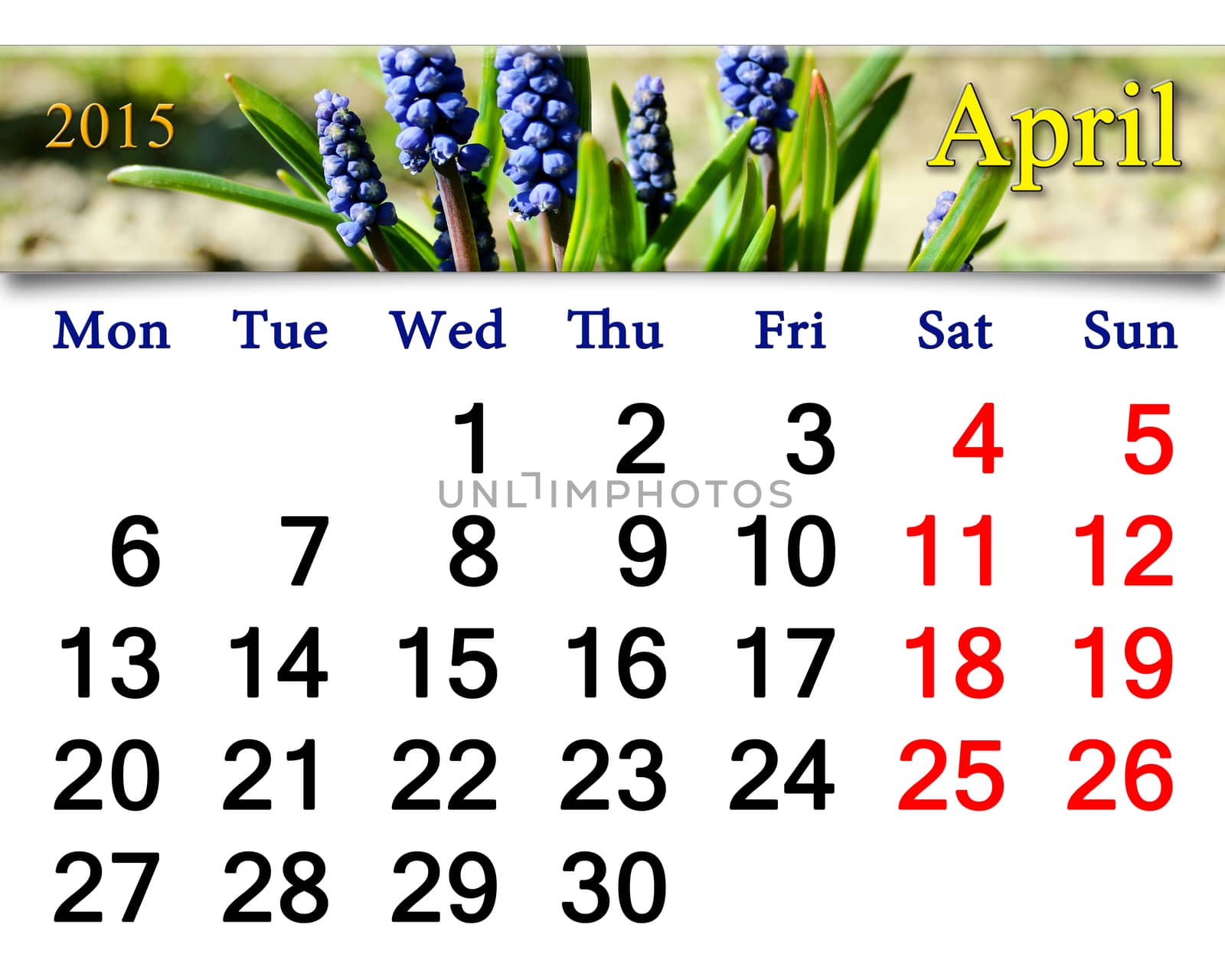 calendar for May of 2015 year with muscari by alexmak