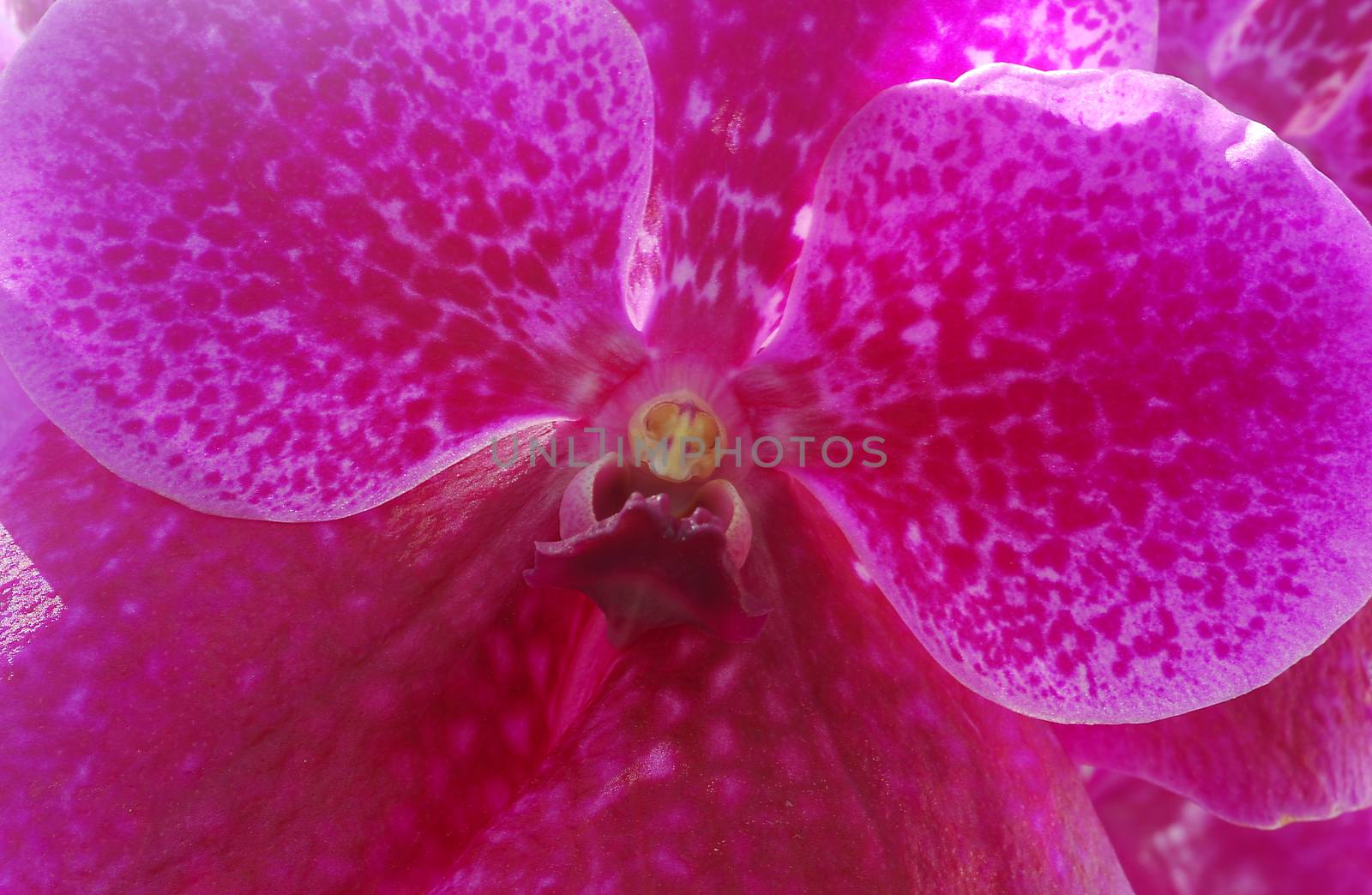 Vanda Pink white dotted orchid flower in bloom in spring