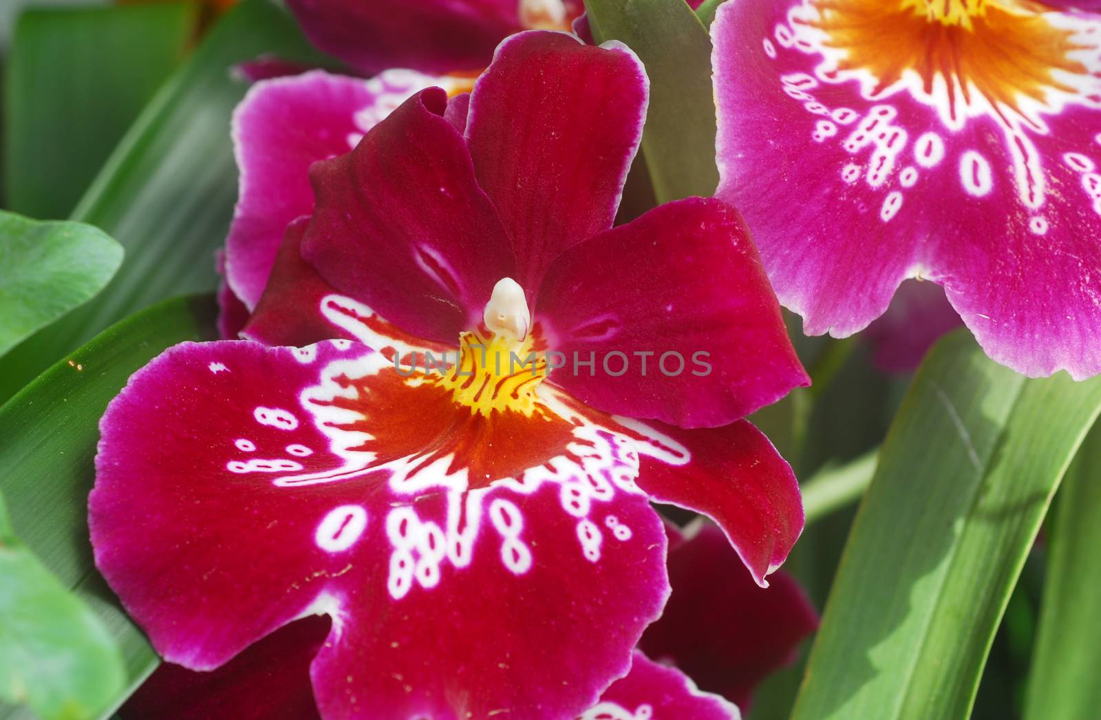 Miltonia Pink white orchid flower in bloom in spring