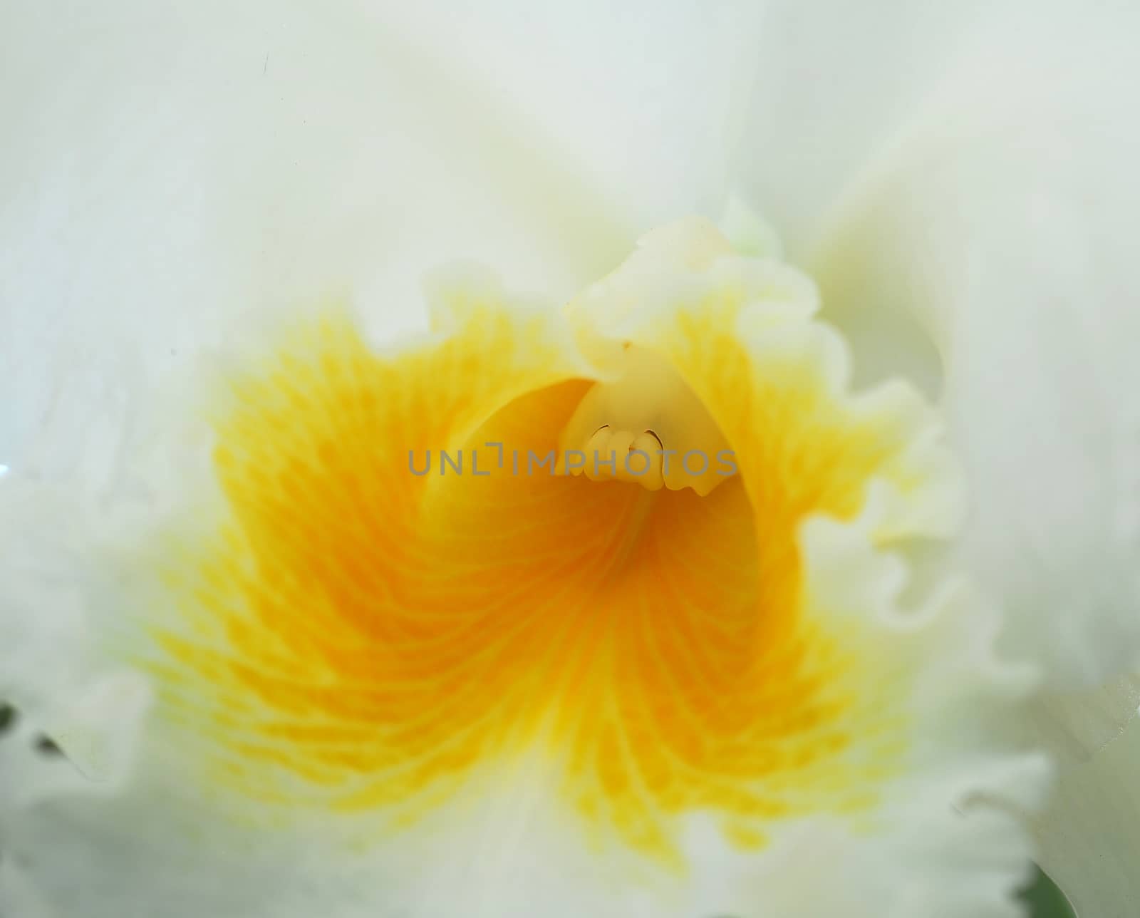 cattleya white yellow orchid flower in bloom in spring