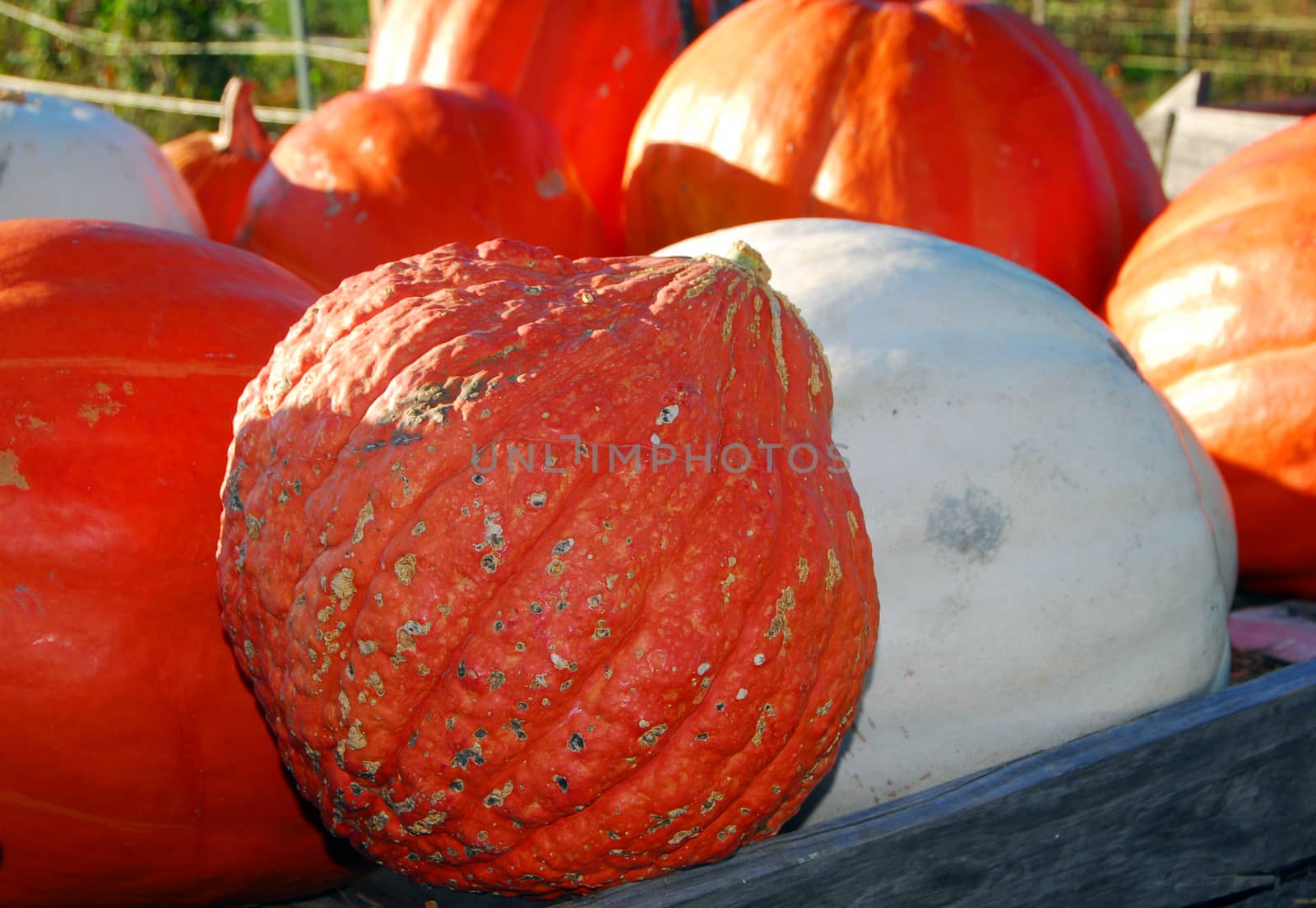 Pumpkin fruit by nikonite