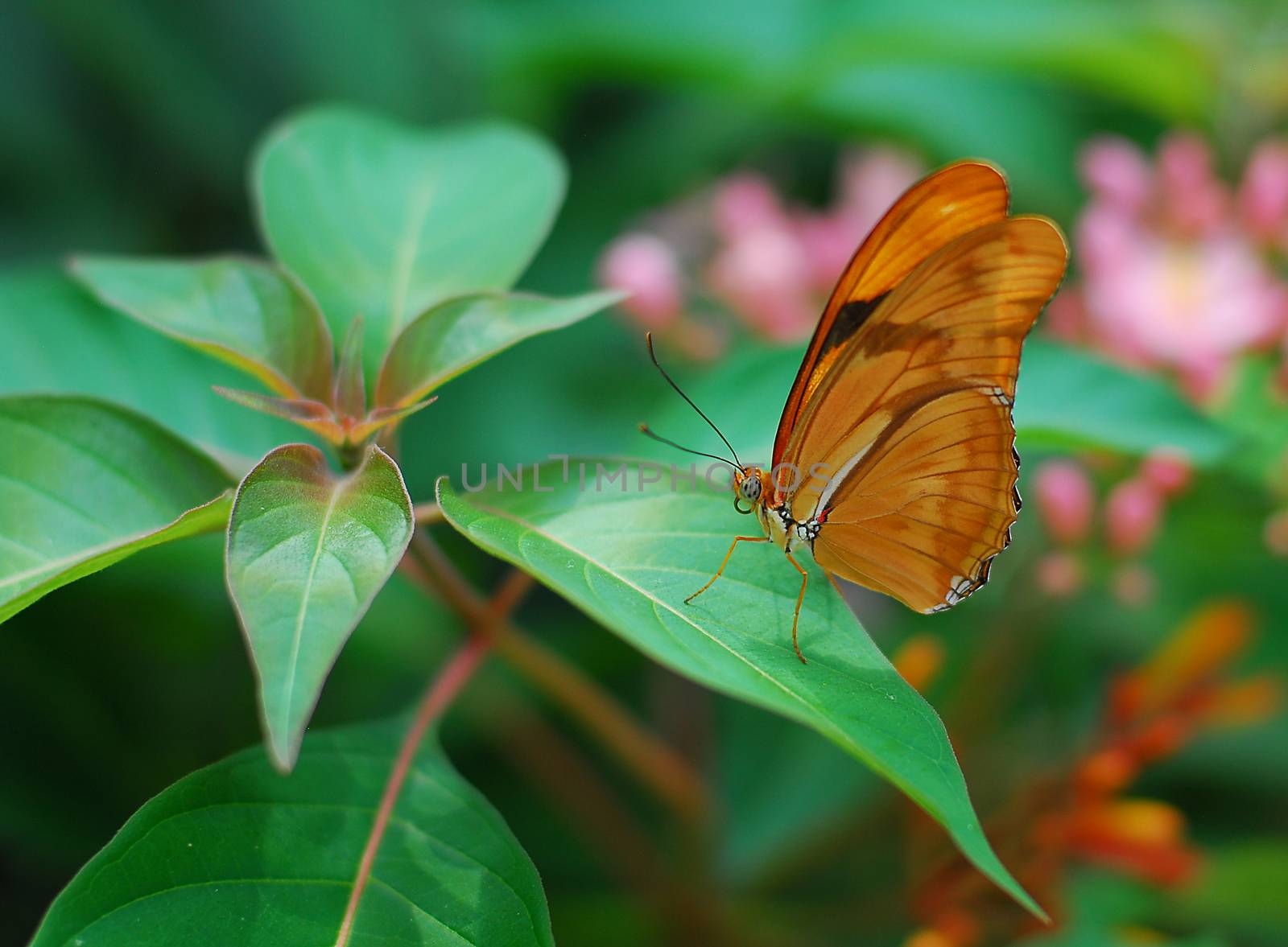 brown longwing Butterfly insect feeding on a green leaf