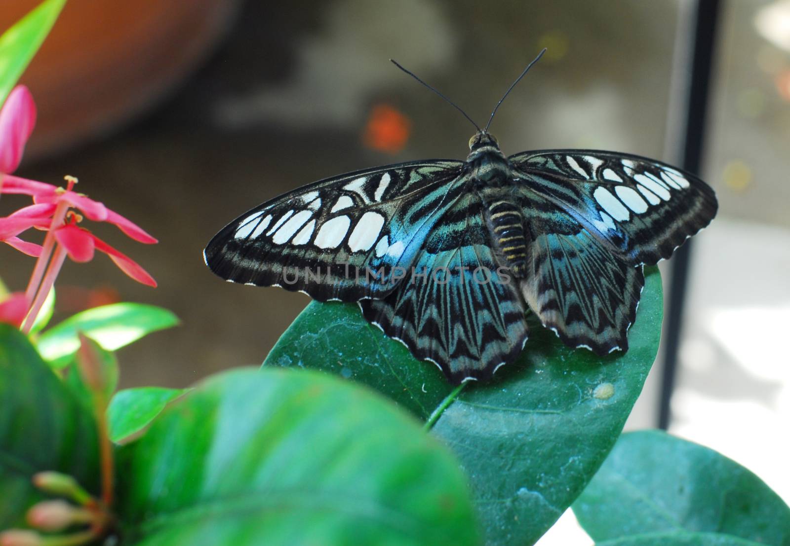 blue white violet clipper Parthenos sylvia Nymphalid Butterfly insect feeding on a green leaf