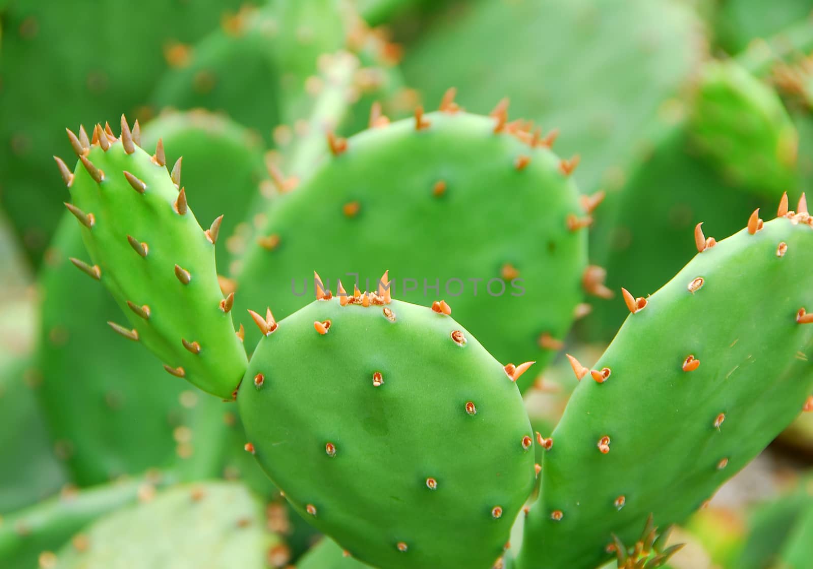closeup of green cactus plant with sharp thorns