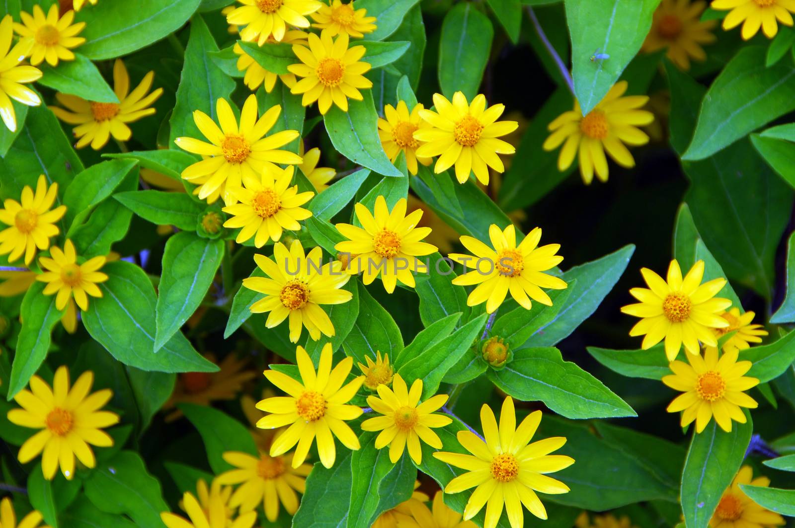 yellow color Flower in bloom in spring