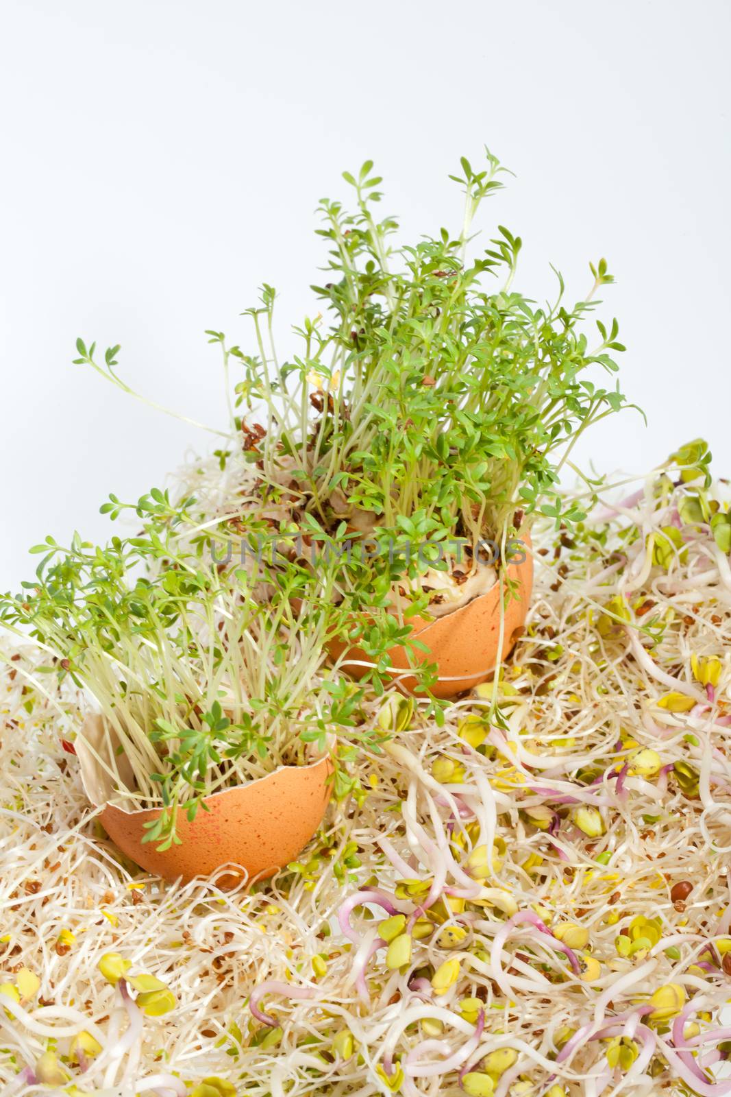 Fresh Alfalfa Sprouts and Spring Easter Egg