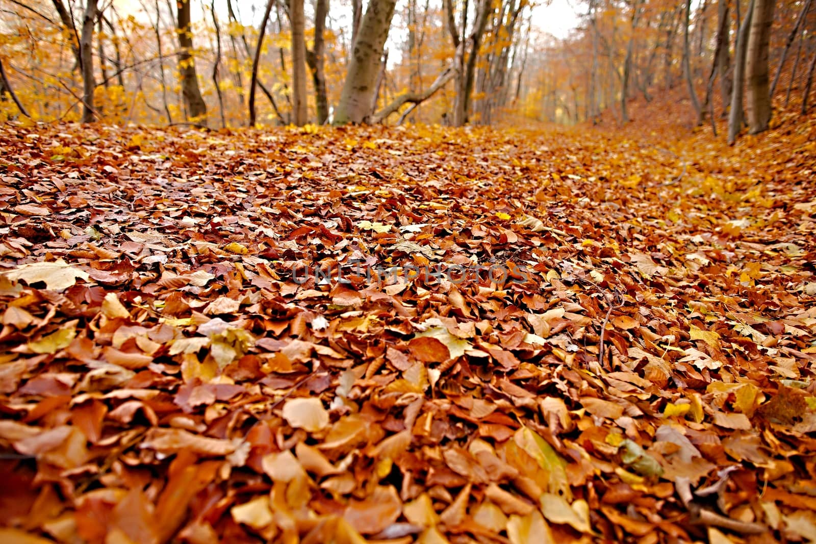 Forest with colorful autumn leaves