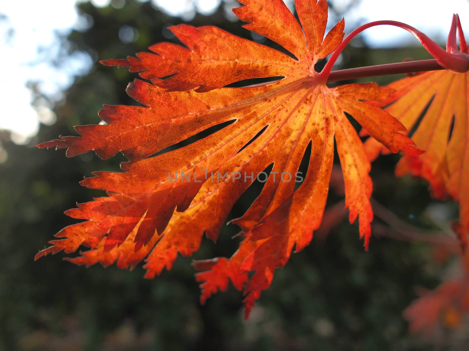 Leaf turn into beautiful winter color