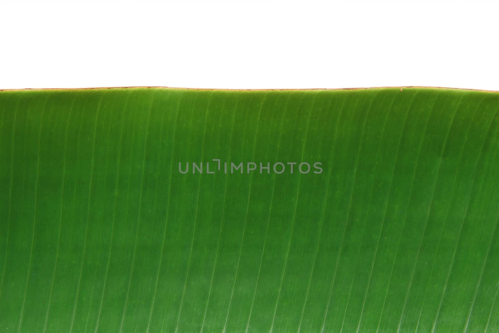 Banana leaf isolated on white