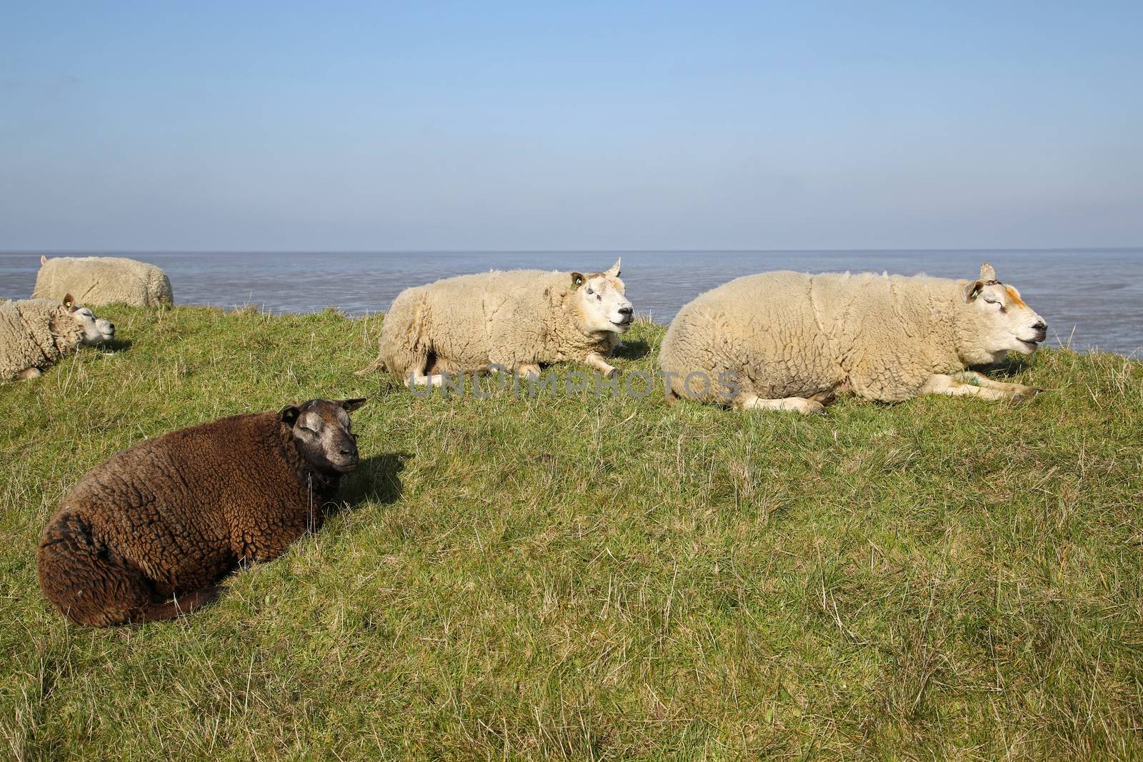 A couple of lambs in the meadows of Texel