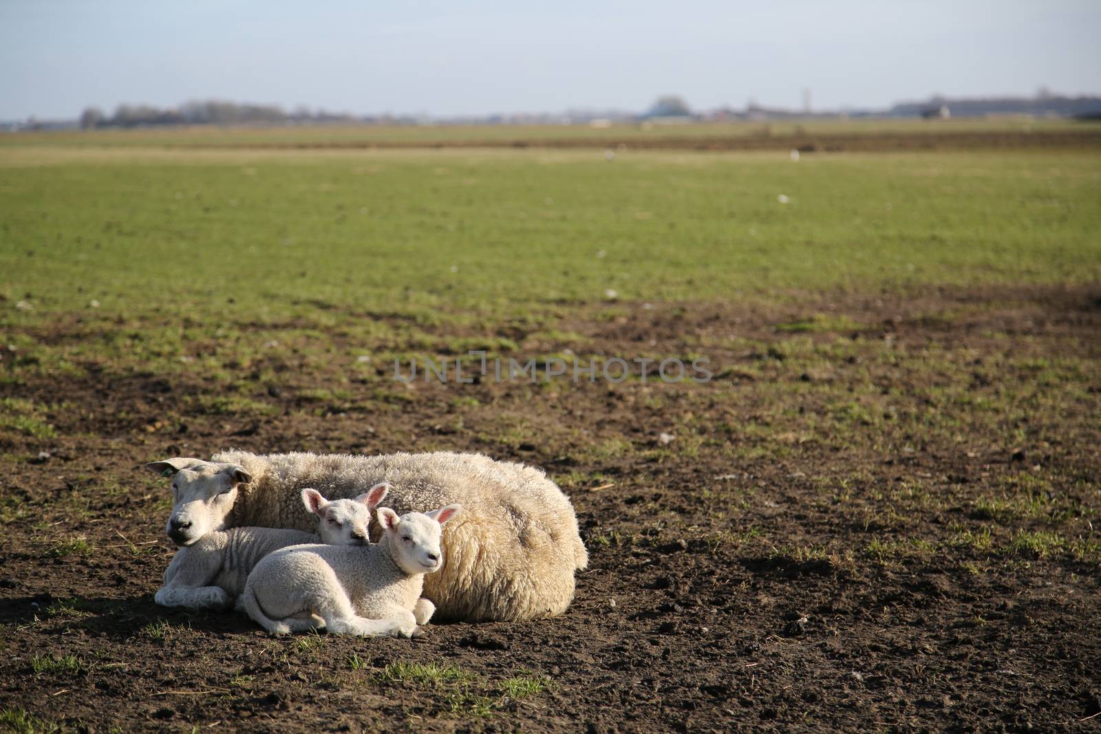 New born lamb in the meadows of Texel