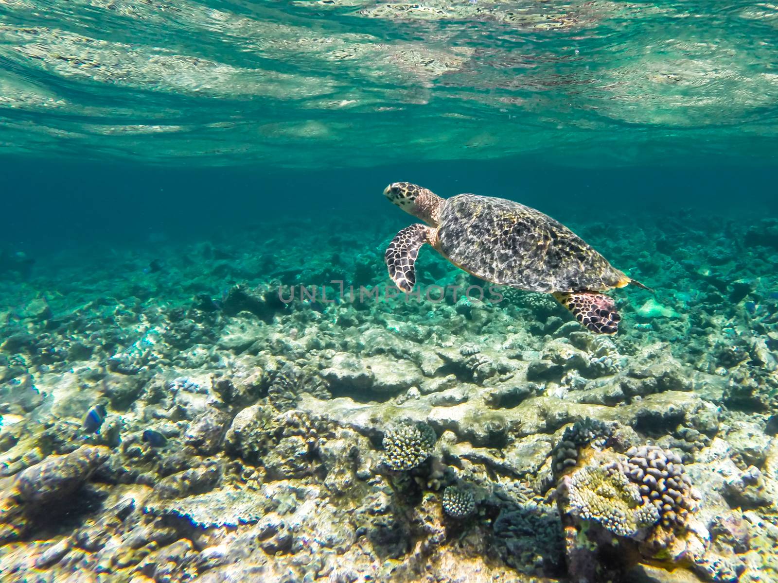 Diving Maldives Turtle in clear water