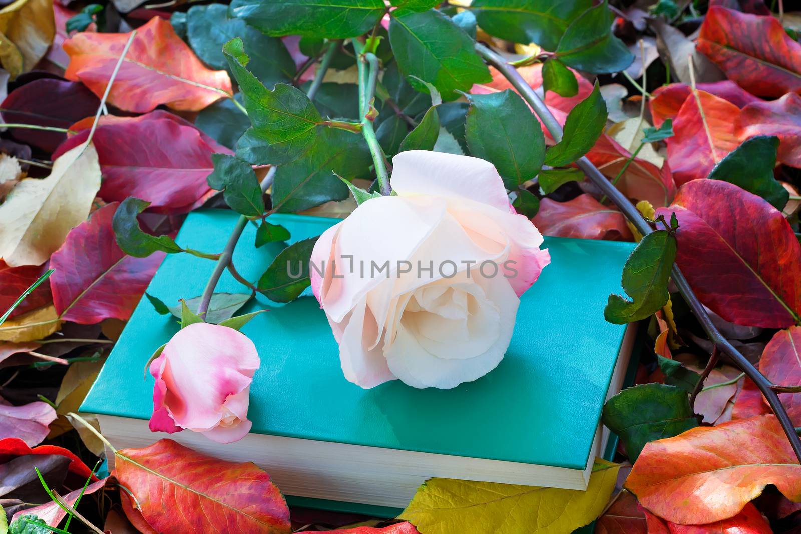 Still life: a beautiful pale pink rose and a book on the ground in the garden among the fallen autumn leaves.