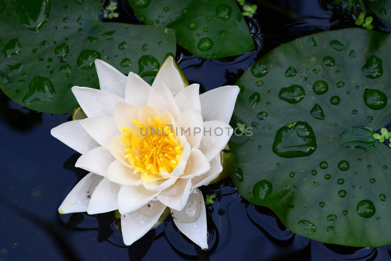 Photo of a white lily on the water. Nature photography. Taken in Germany, Babenhausen.