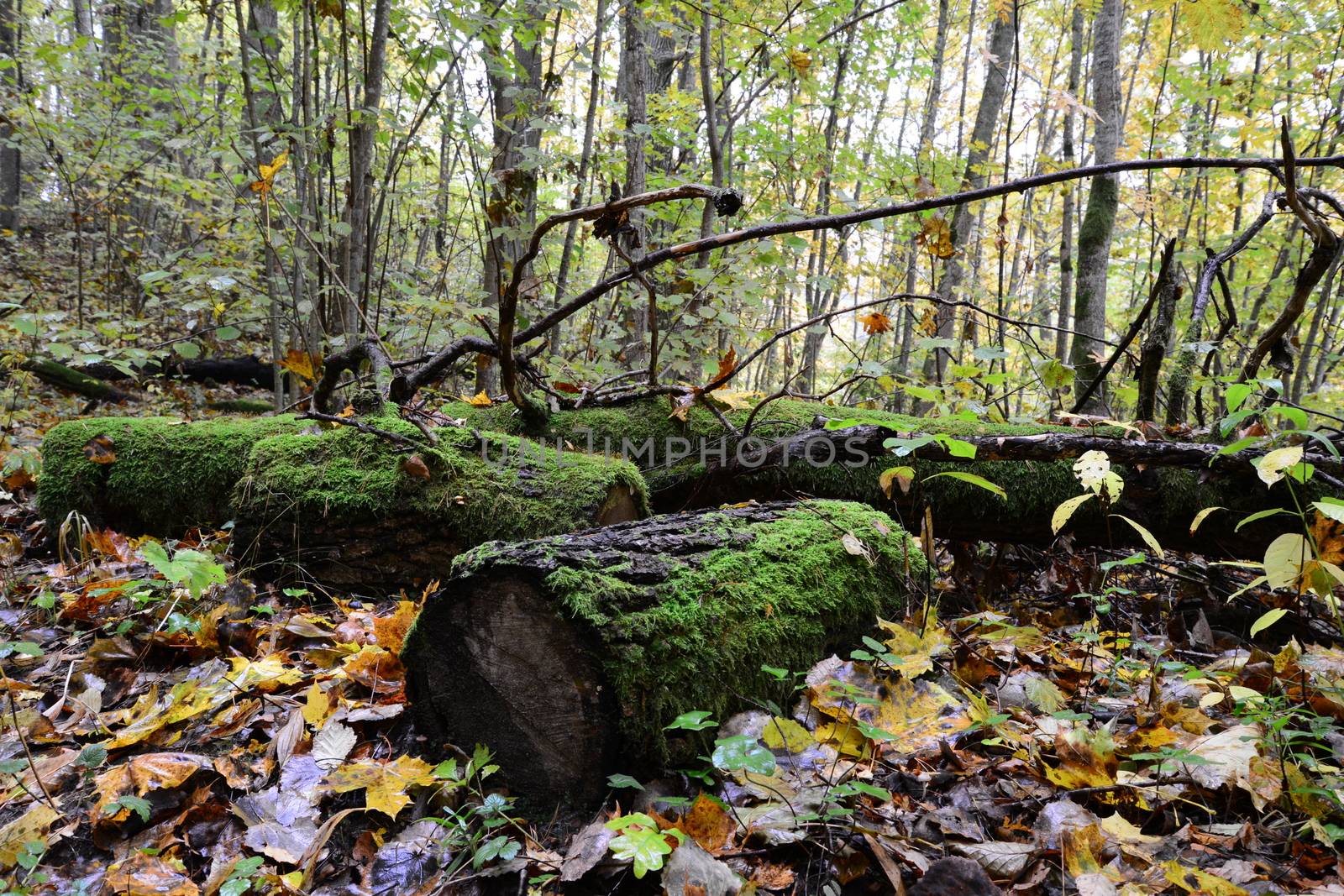 Photo of old mossy logs in the forest. Nature photography. Sigulda, Latvia.