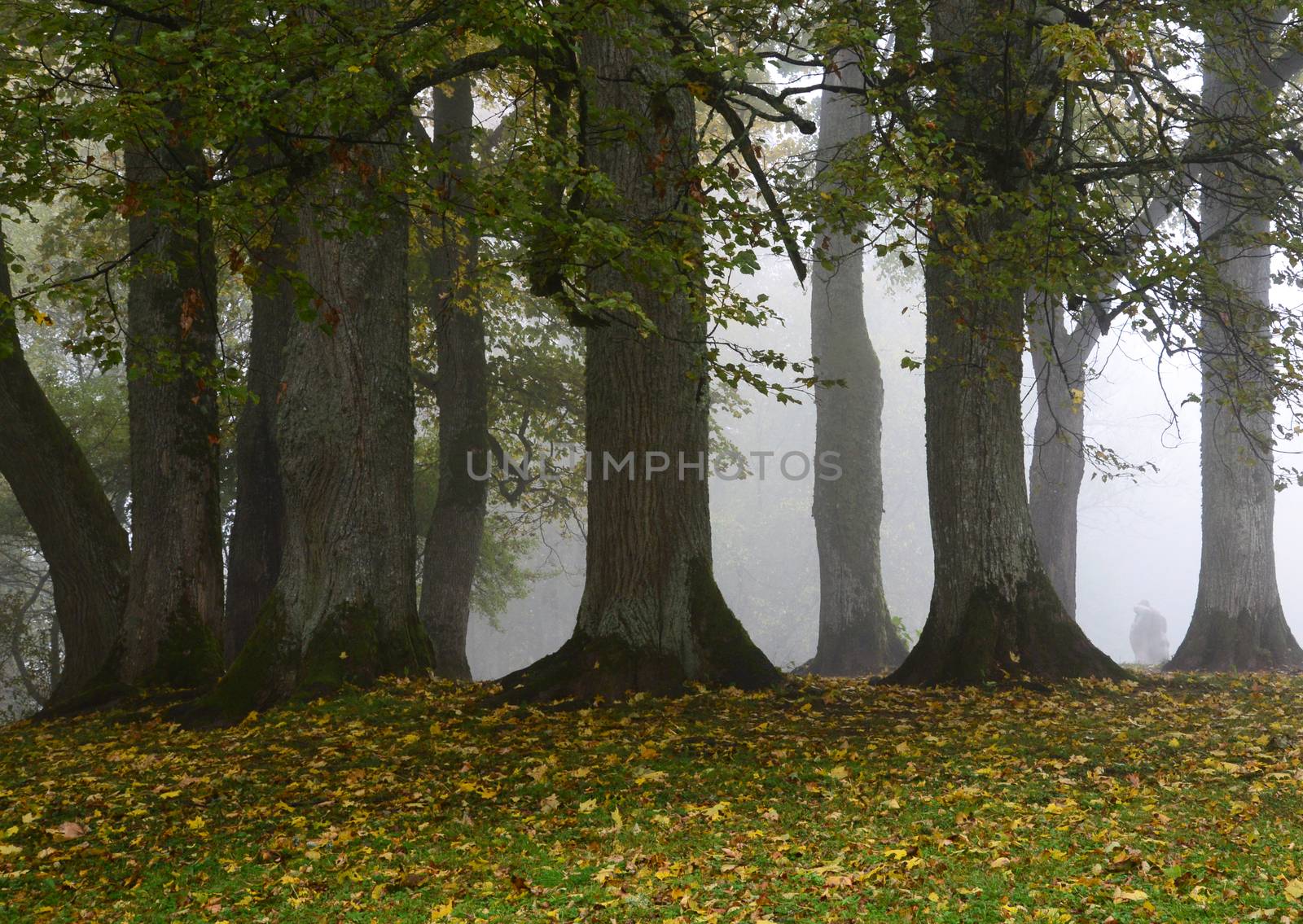 Photo of trees in the fog. Nature photography. Autumn scene in Sigulda, Latvia.