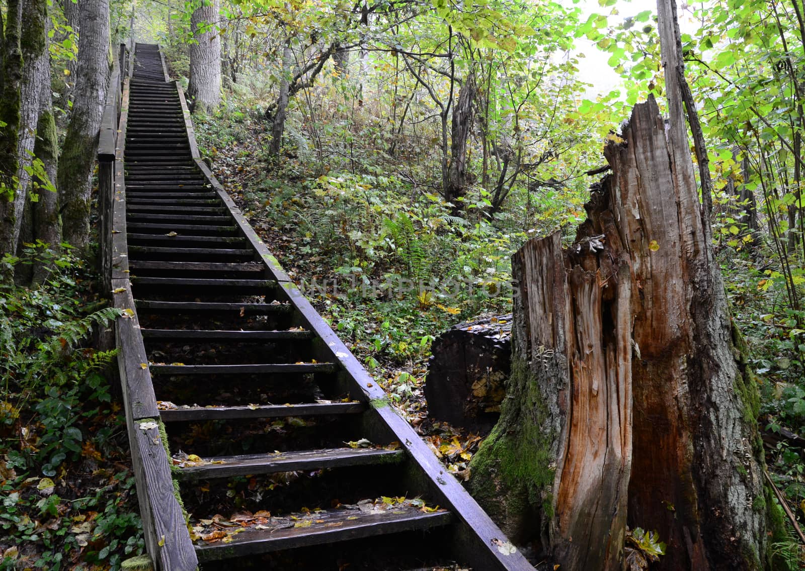 Photo of stairs in the forest. Nature photography. Sigulda, Latvia.