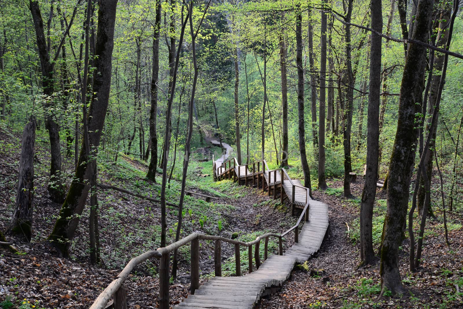 Photo of stairs in the forest. Nature photography. Sigulda, Latvia
