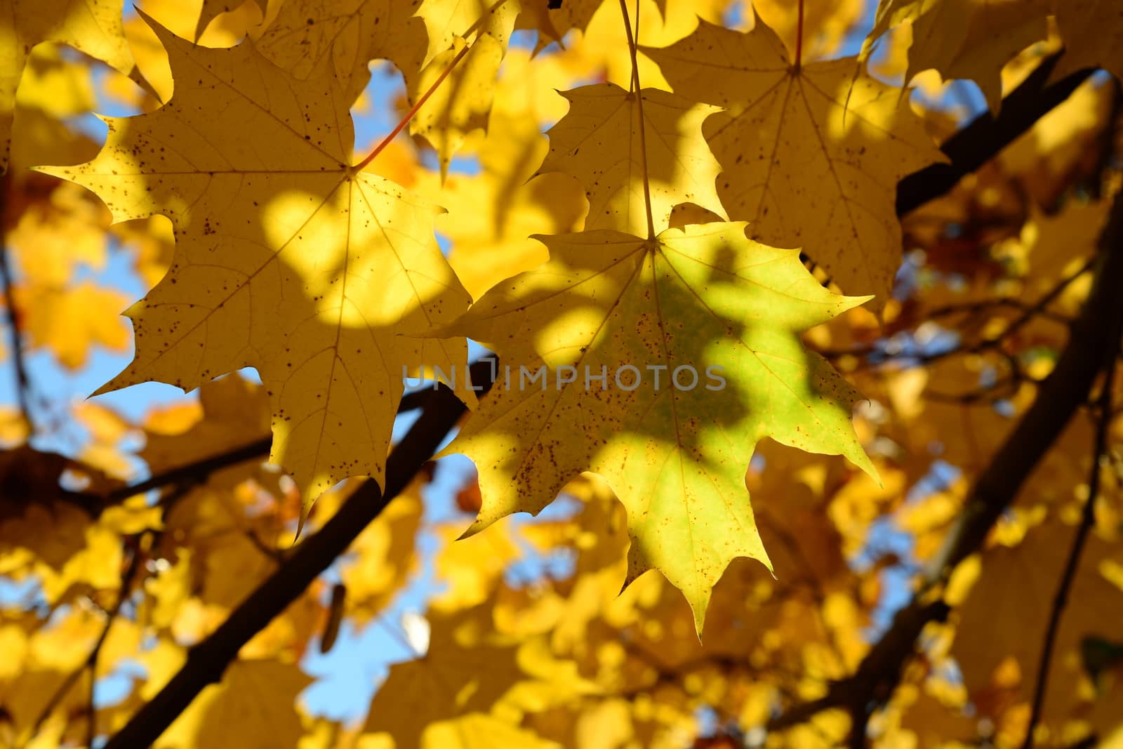 Photo of golden leaves on a tree in Victory Park. Nature photography. Riga, Latvia.