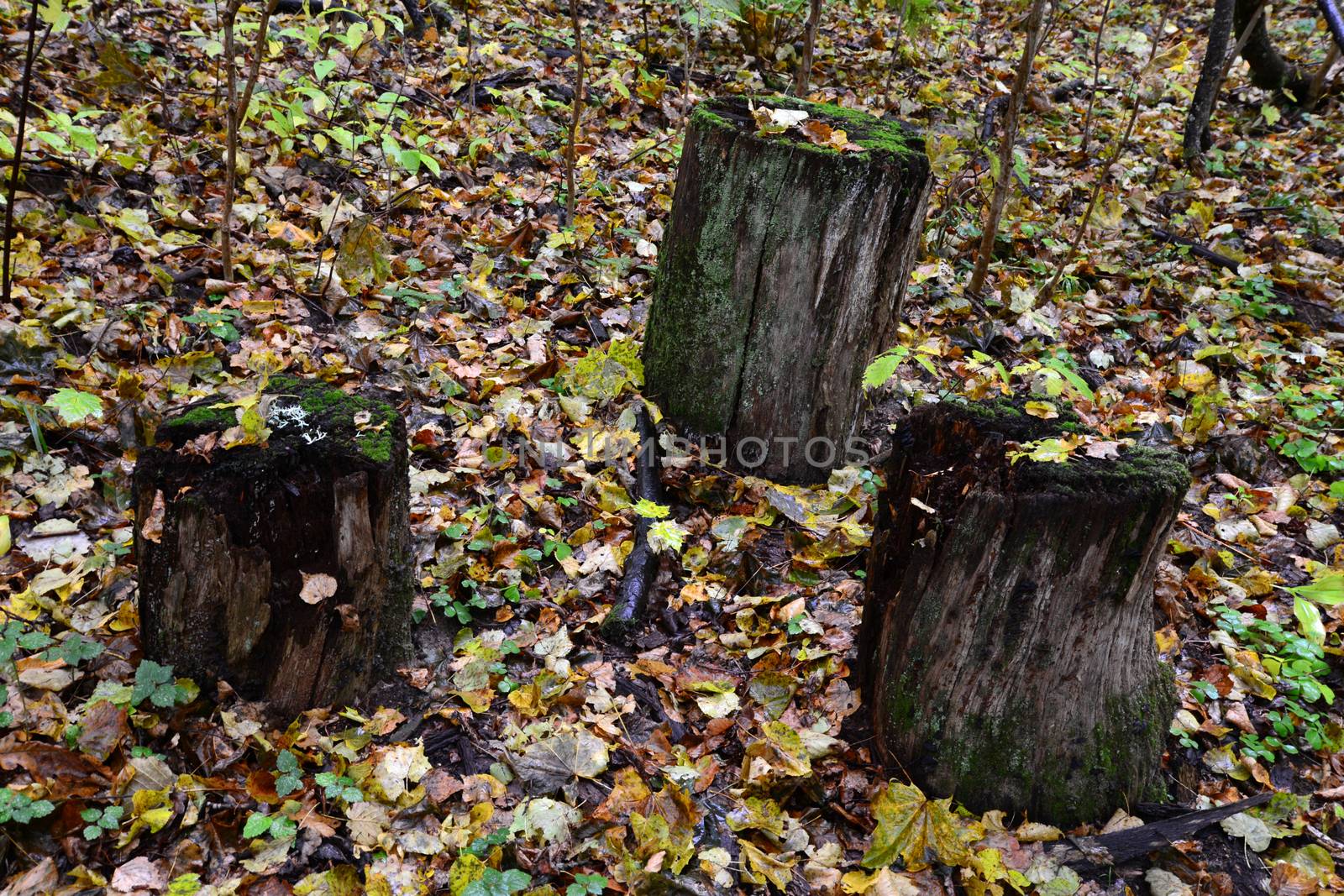 Photo of three stubs in the forest. Nature photography. Sigulda, Latvia.