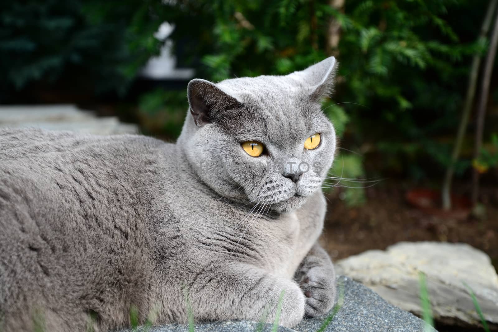 Photo of a british shorthair cat. Animal photography. Taken in Germany.