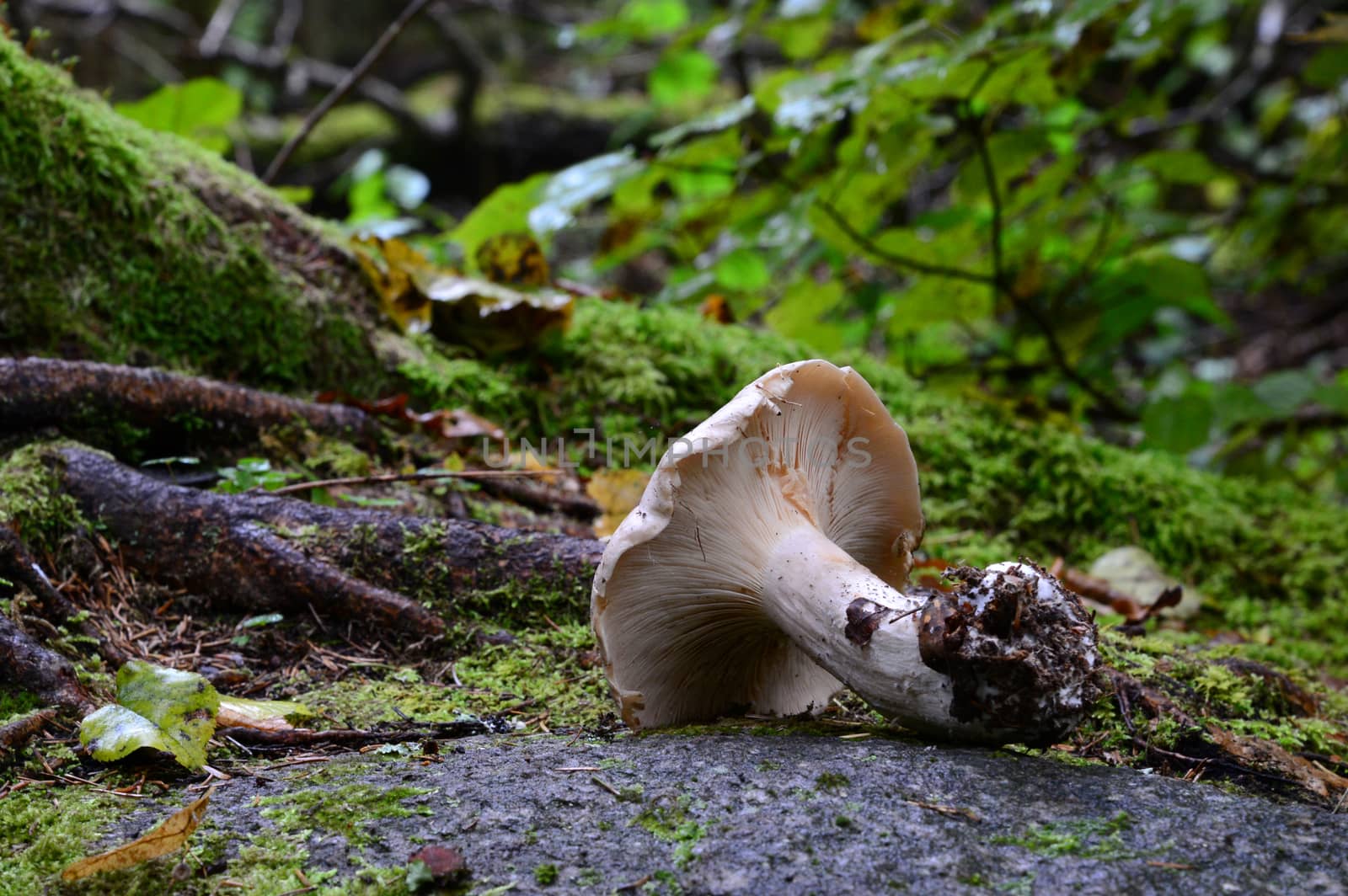 Photo of a mushroom on the rock. Taken in the forest of Sigulda city, Latvia.