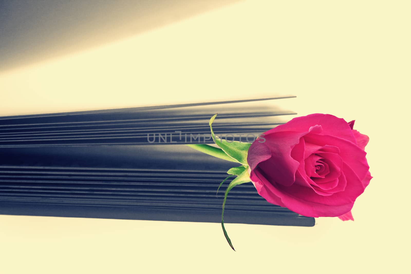 pink rose on a book close up shoot by yands