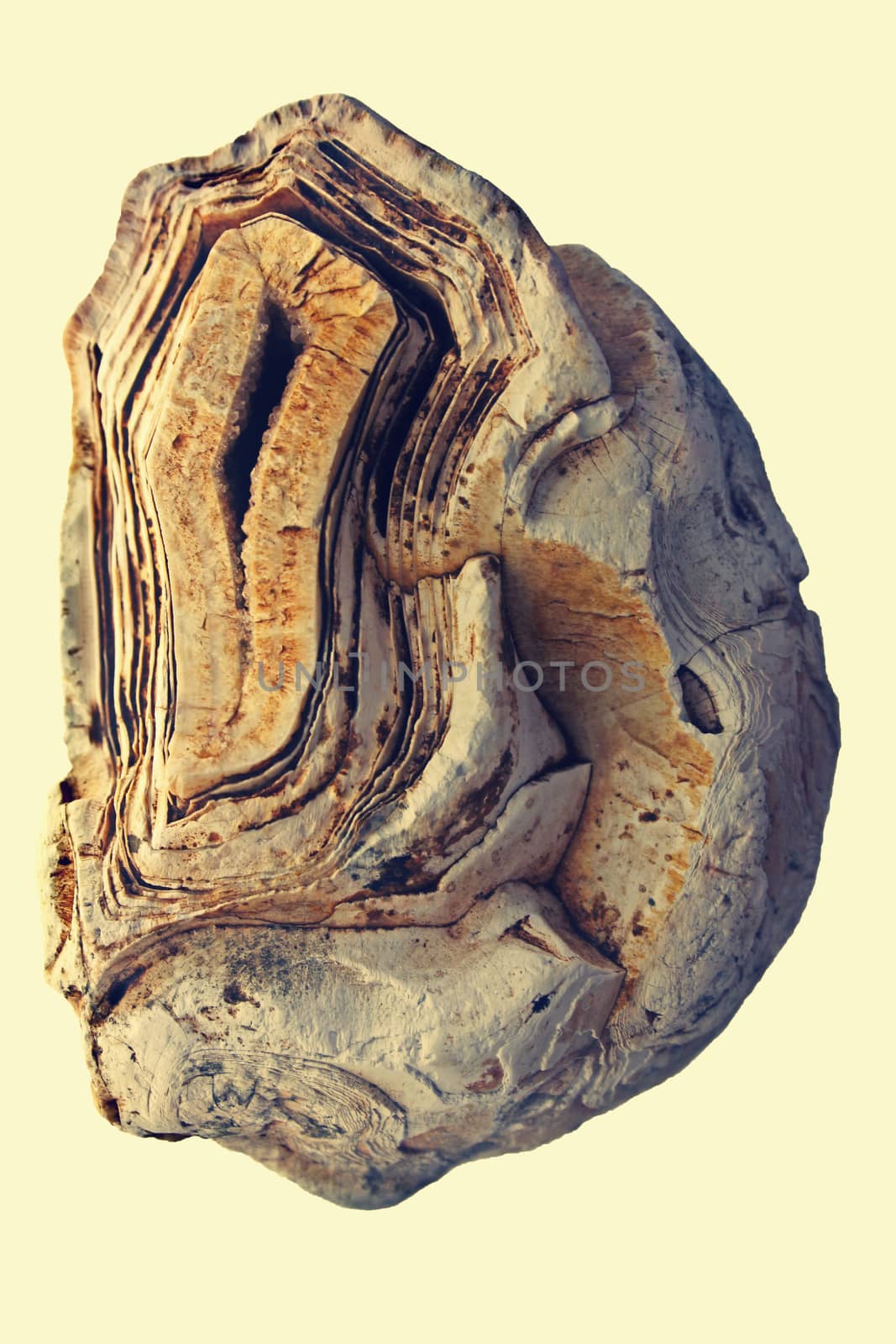 molecular fossils Stromatolite stone