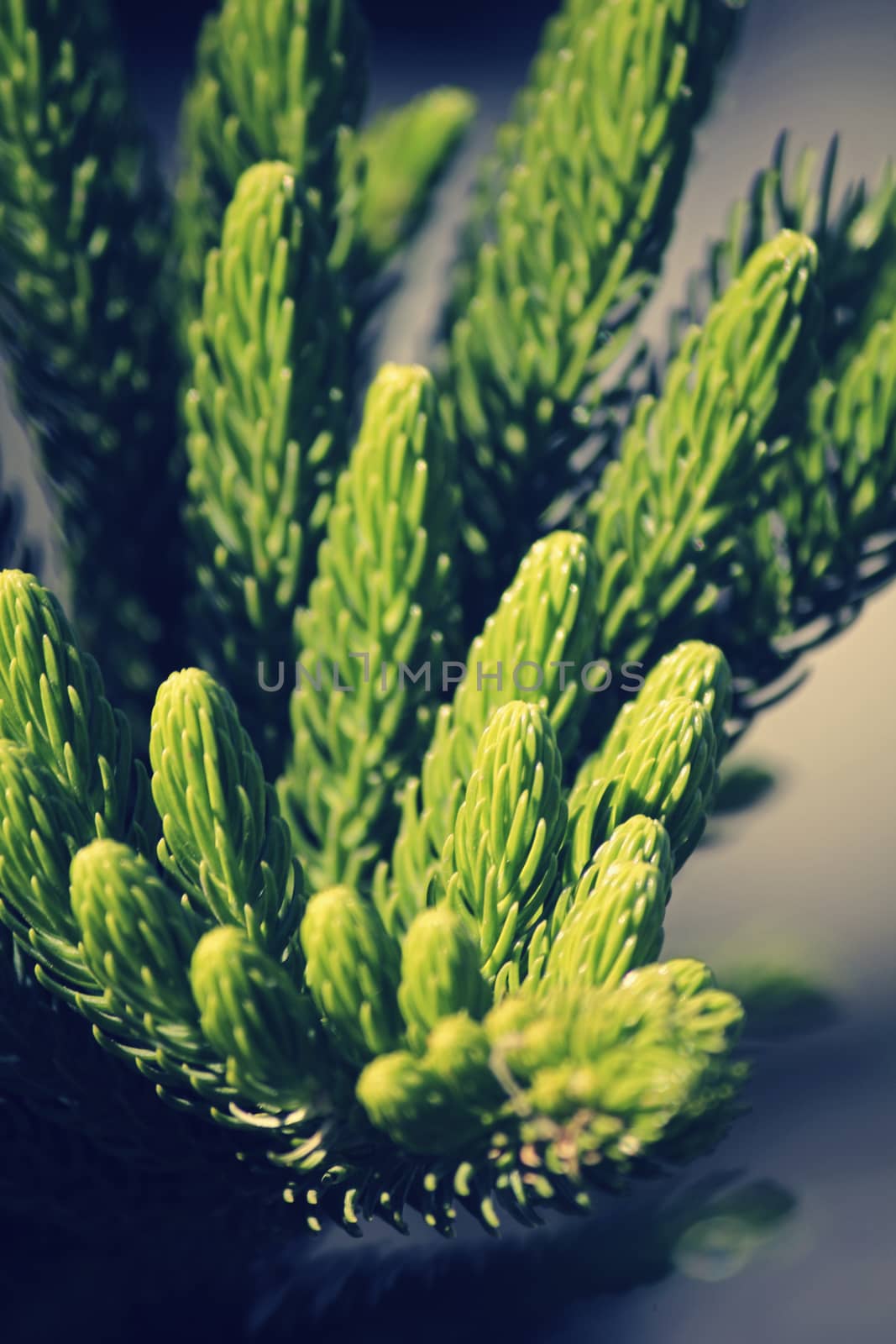 Norfolk Island pine, branch detail