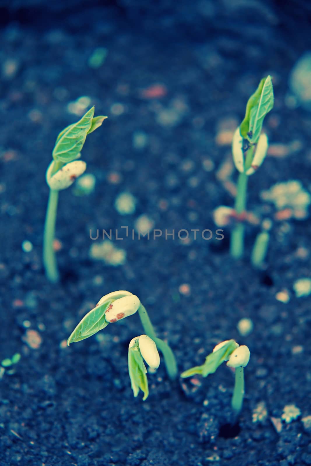 black eyed peas have sprouted