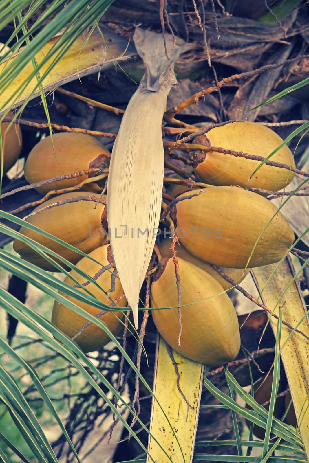 Cluster of orange coconuts growing on a coconut palm tree
