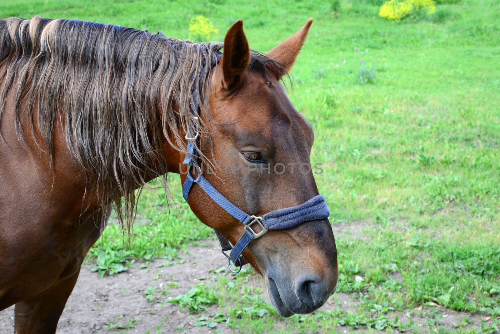 Photo of a brown horse in the forest. Taken in Sigulda, Latvia.