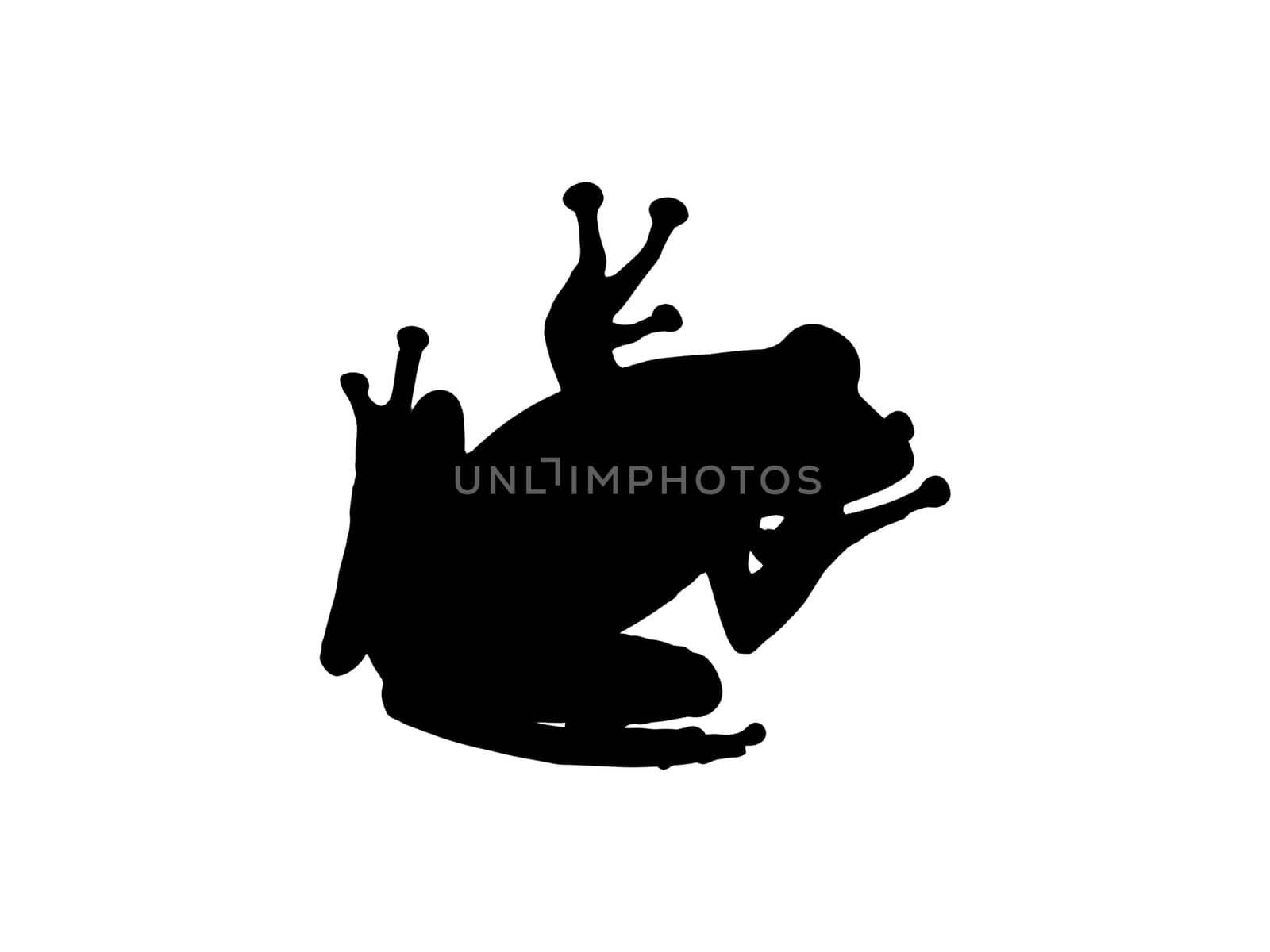 Silhouette of Anura or frog isolated on white background